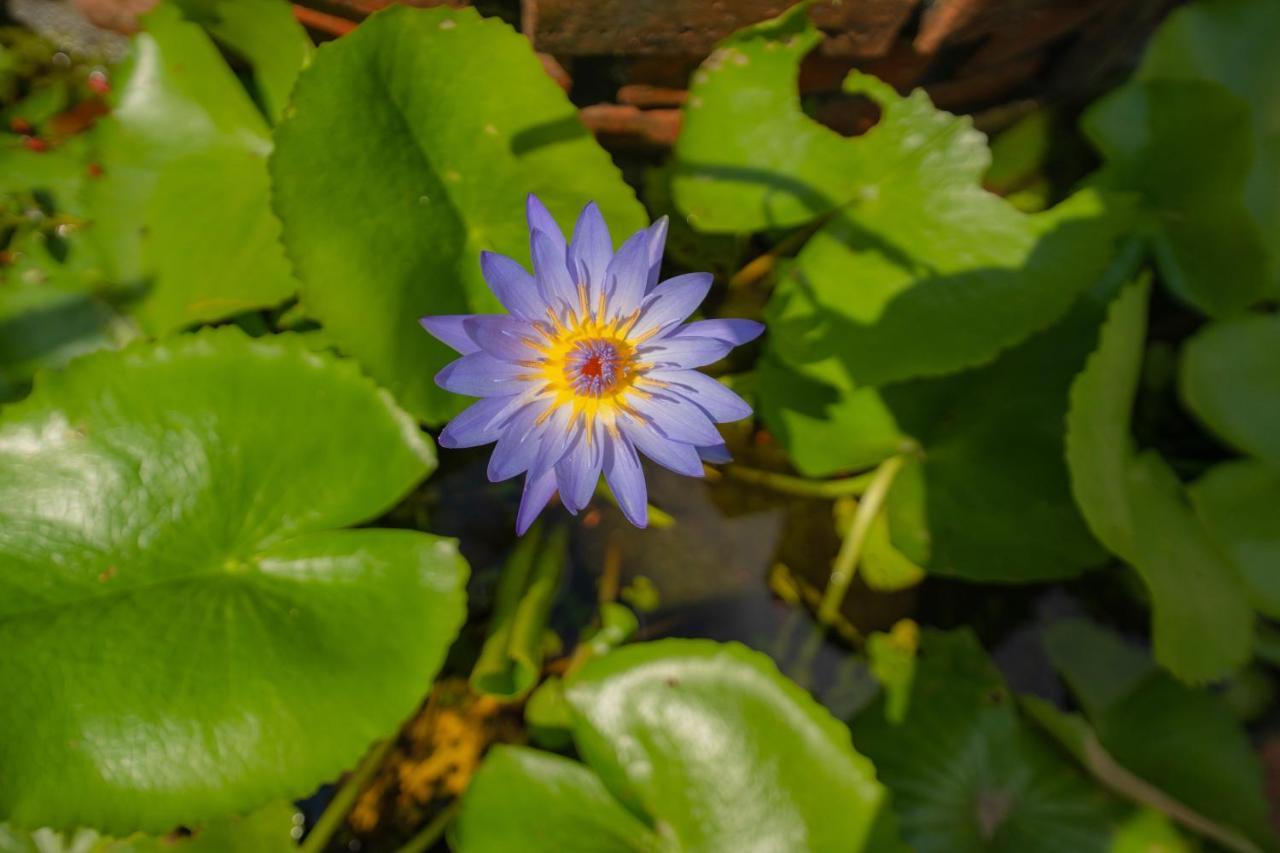 Strawberry Garden Homestay Хойан Экстерьер фото